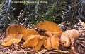 Sowerbyella crassisculpturata-amf2153